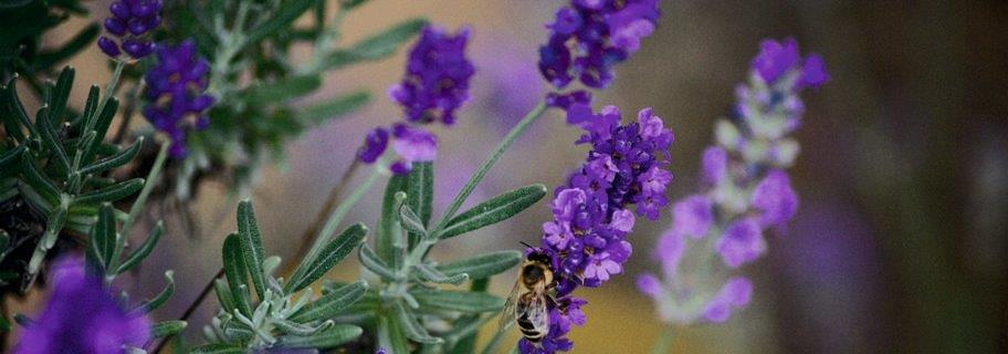 7-Lavendel